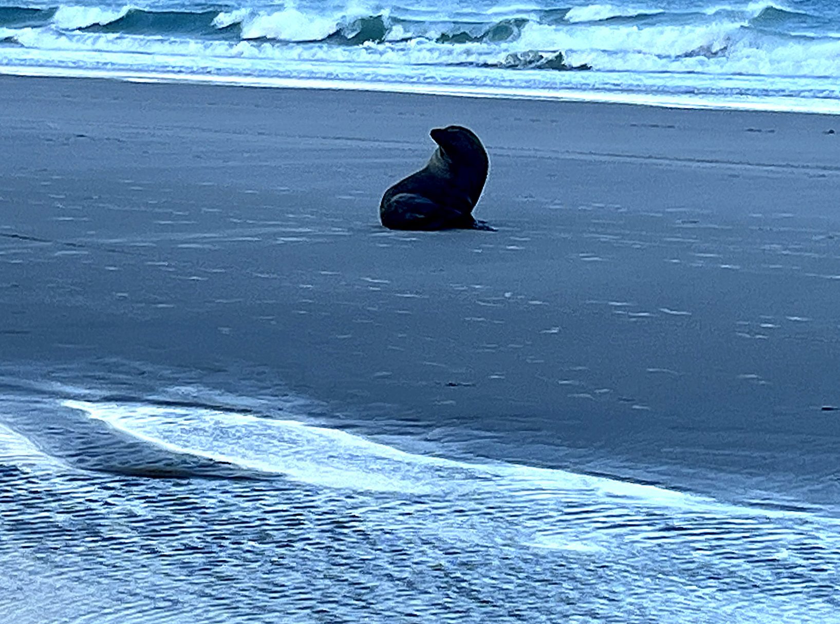 Meet the Locals: Seals, Fairy Terns and Dotterels